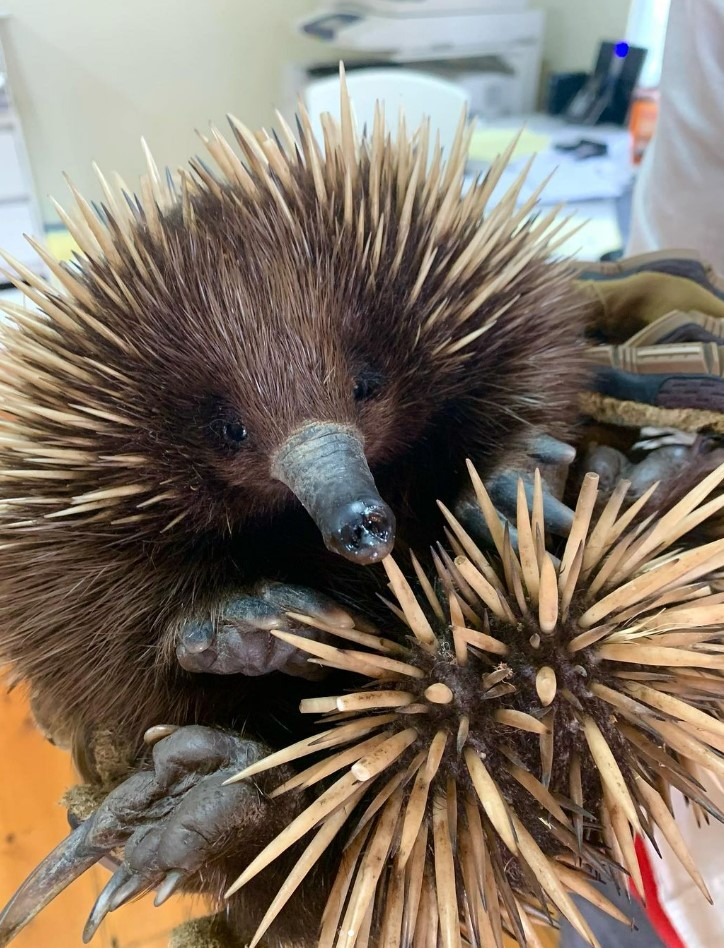 Snoot the echidna is brown with blonde spikes. She is curled over and looking at the camera, smiling!