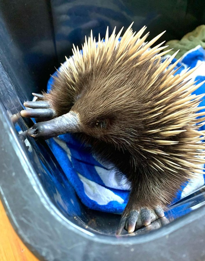 Snoot the echidna is standing upright at the bottom of a black plastic bin. Her paws are rested against the side of the bin.